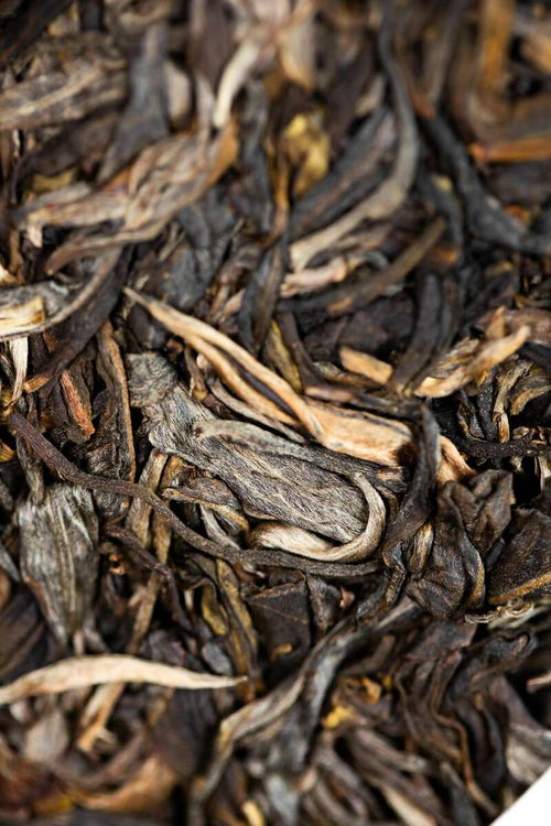 海灣茶業百福聚首,萬事順遂