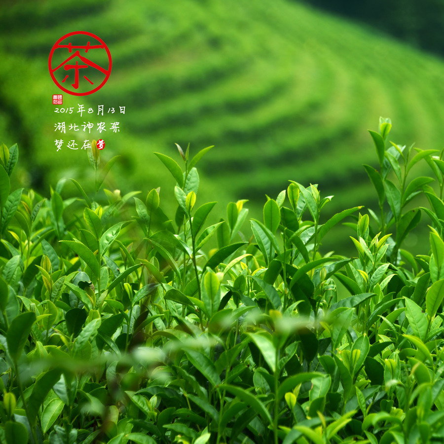 【茶攝影圖片】湖北神農架風光